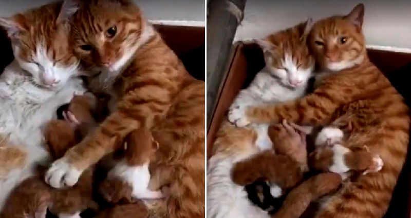 Hong Kong Cat Wins Ultimate Dad of the Year Award