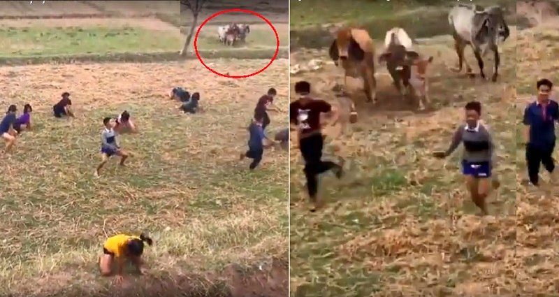 Herd of Cows Hilariously Crash a ‘Twerking’ Party in Thailand