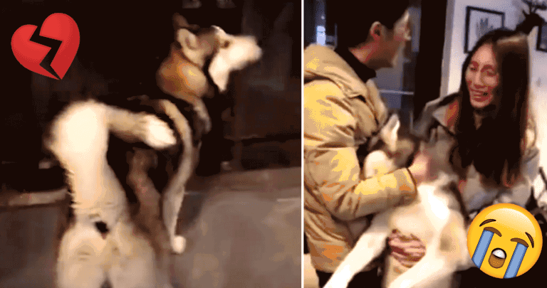 Husky Finds Dog of His Dreams, But His Parents Forbid Their Love