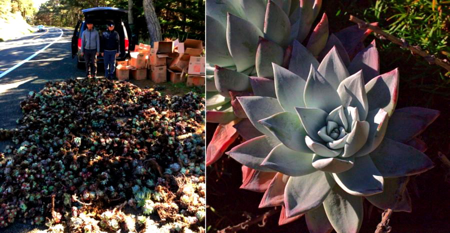 Asian Tourists Face 9 Years in Jail for ‘Poaching’ Succulents to Sell in Asia for $50 Each