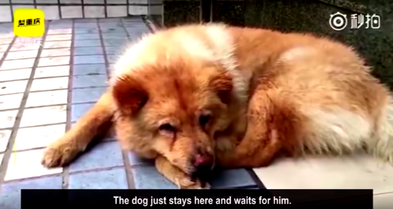 Loyal Dog in China Waits 12 Hours a Day For Owner to Return From Work