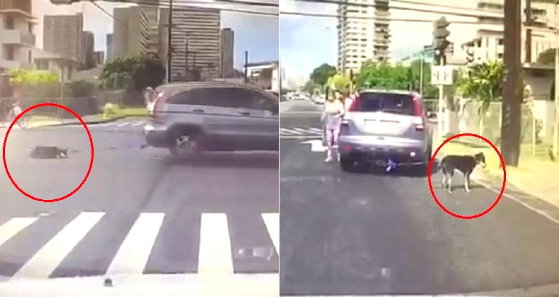 YouTuber Captures Horrifying Video of Dog Being Dragged By Car in Hawaii