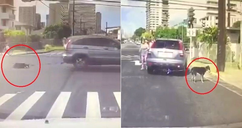 YouTuber Captures Horrifying Video of Dog Being Dragged By Car in Hawaii