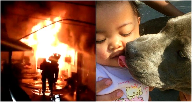 Pit Bull Drags Baby by the Diaper to Safety During Apartment Fire