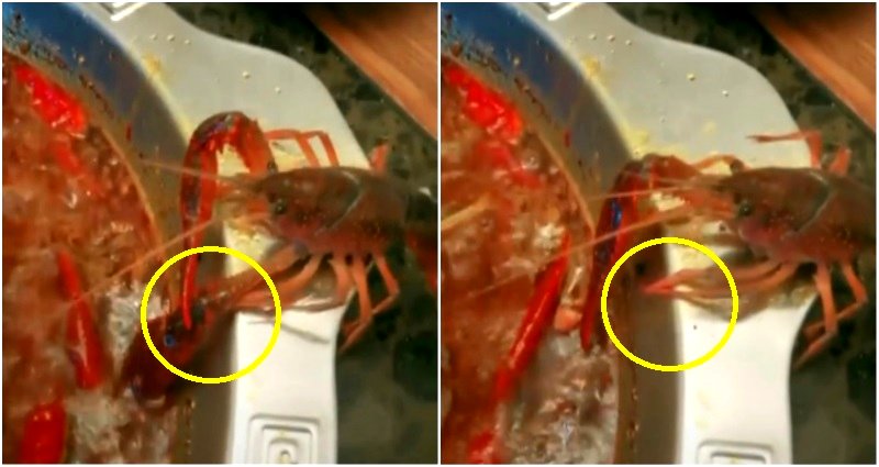 Badass Crayfish Sacrifices Claw to Escape Boiling Hotpot, Gets Taken Home as a Pet