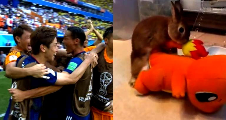 Rabbit Celebrates Japan’s World Cup Victory By Humping Charmander