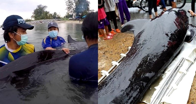 Whale Found Off Thailand Dies from Eating More than 80 Plastic Bags