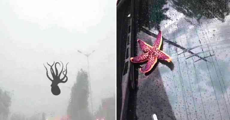 Epic Storm in Chinese City Literally Makes Sea Creatures Rain from the Sky