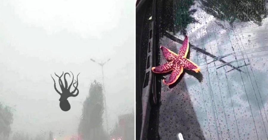 Epic Storm in Chinese City Literally Makes Sea Creatures Rain from the Sky
