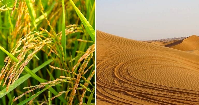 Chinese Scientists Successfully Grow Rice in the Desert Around Dubai