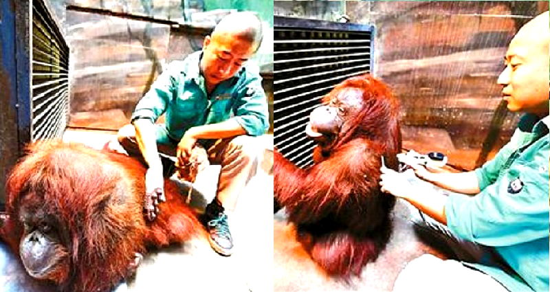 Beijing Zoo Helps Disabled Orangutan Walk Again Through Ancient Chinese Massages