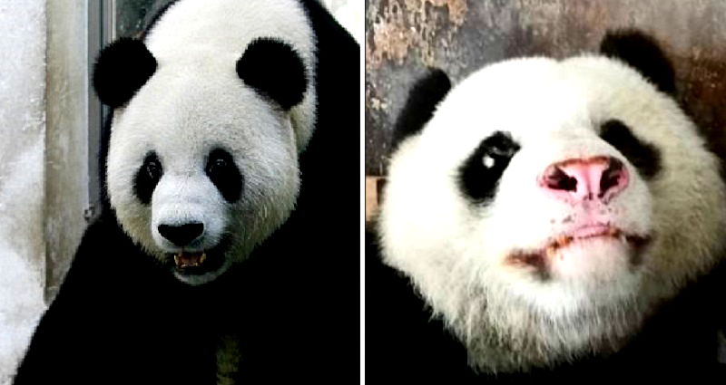 Chinese Zoo Sparks Outrage After Giant Panda's Nose Turns Pink Due to ...