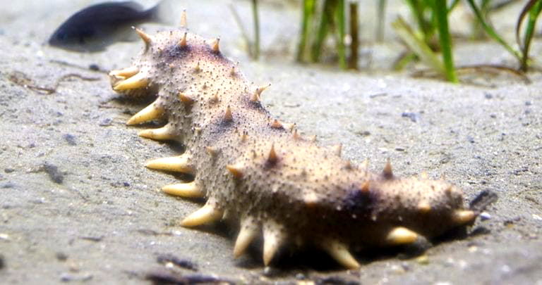 Japanese Yakuza Now Makes as Much Money Poaching Sea Cucumbers as They Do Selling Meth