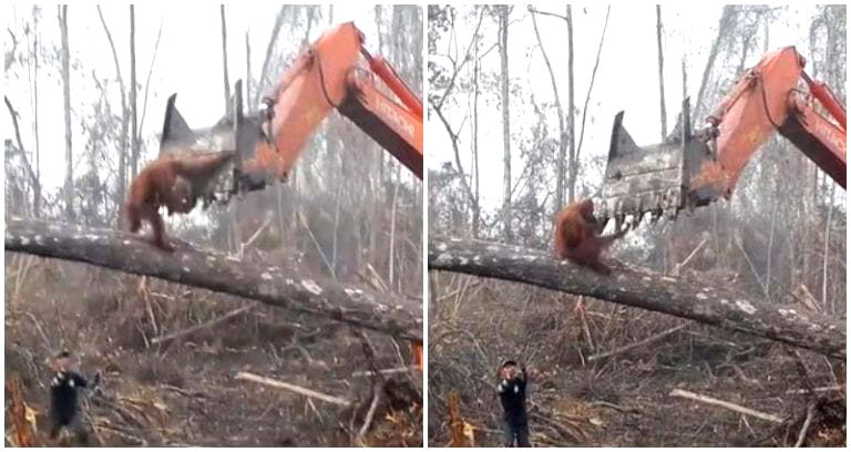 Orangutan Tries to Defend Its Home From Loggers in Heartbreaking Video