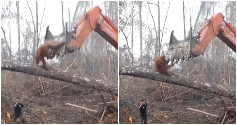 Orangutan Tries to Defend Its Home From Loggers in Heartbreaking Video