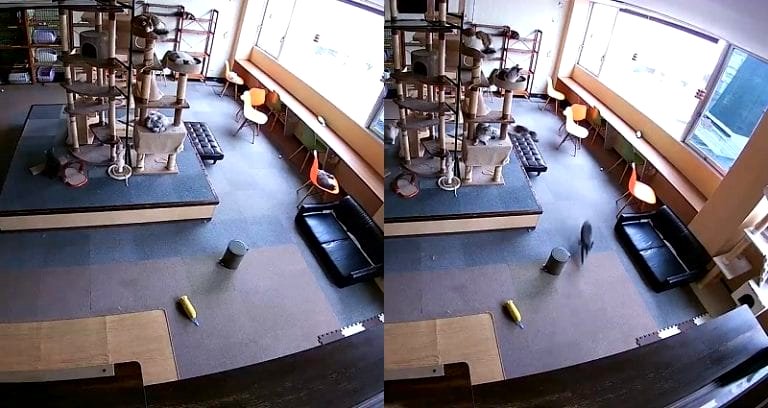 Surveillance Video Shows Cats Reacting Before Massive Earthquake in Japan