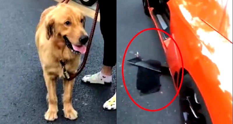 Dog Owner Has to Pay $6,600 in Compensation to Lamborghini Driver Who Hit Her Dog