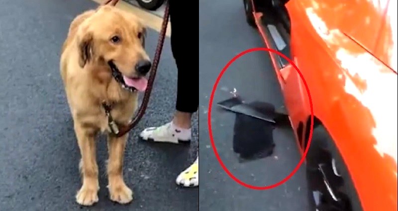 Dog Owner Has to Pay $6,600 in Compensation to Lamborghini Driver Who Hit Her Dog