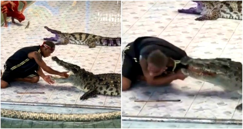 Circus Performance in Thailand Turns to Shock After Crocodile Bites Trainer Arm