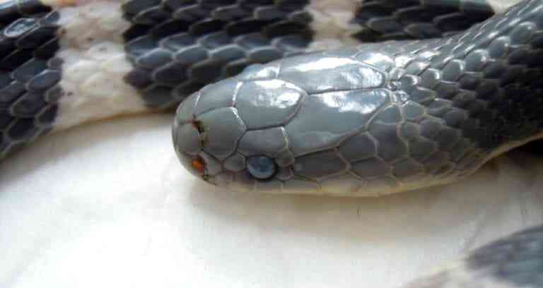 Chinese Woman Brain D‌ea‌d Days After Being Bit‌te‌n by Venomous Snake She Bought Online