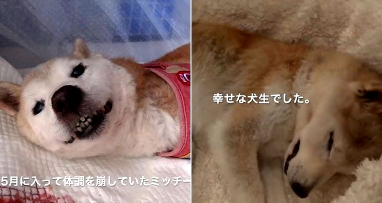 Elderly Shiba Inu Leaves Owner With Parting Gift Before Passing Away in Heartbreaking Video