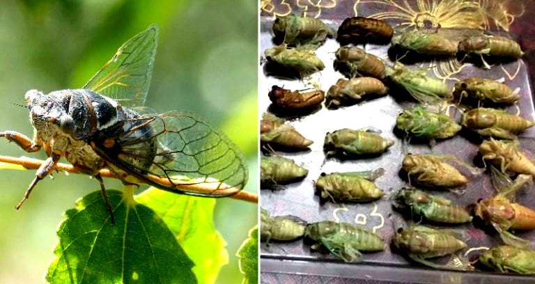 Chinese City Tells Citizens to Fight Bug Infestation By Eating Them