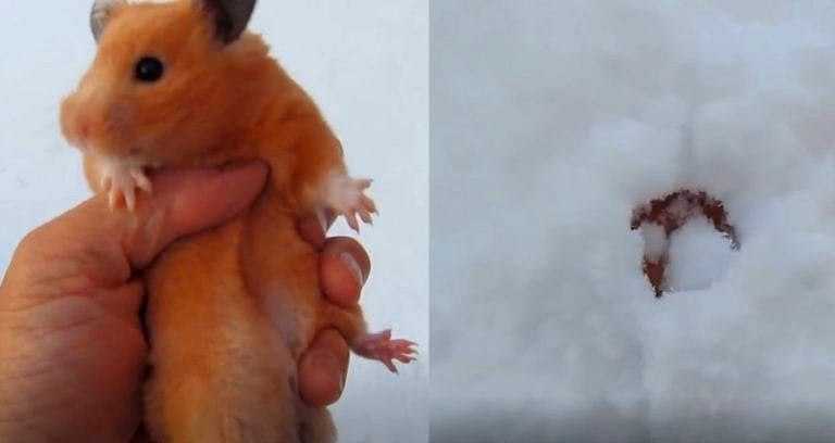 Japanese Netizens Want Popular ‘Hamster’ YouTuber Arrested for Animal Abuse