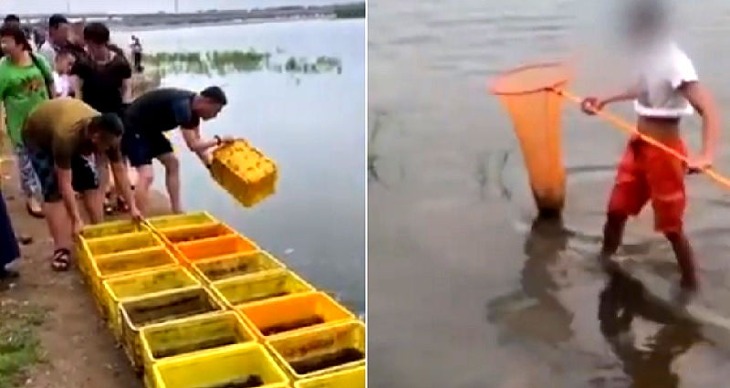 Buddhists Free Thousands of Fish Into Lake for Ceremony, Locals Immediately Catch Them With Nets