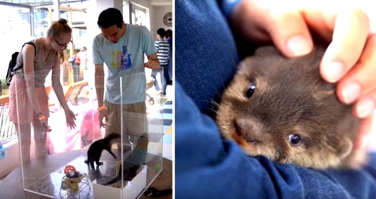 Wildlife Experts Reveal the Dark Side of Japan’s Obsession With Otters