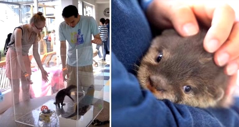 Wildlife Experts Reveal the Dark Side of Japan’s Obsession With Otters