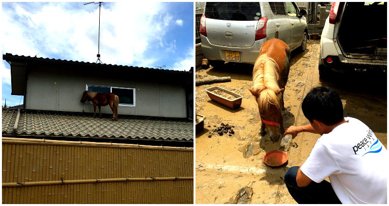 Miniature Horse Found on Roof After Devastating Flood in Japan