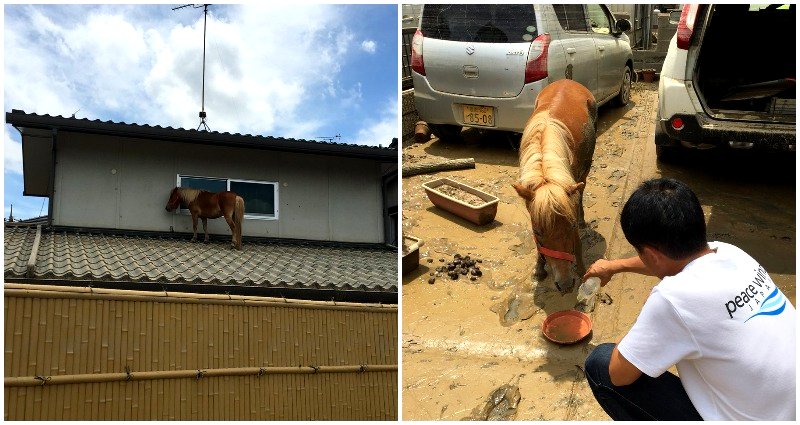 Miniature Horse Found on Roof After Devastating Flood in Japan