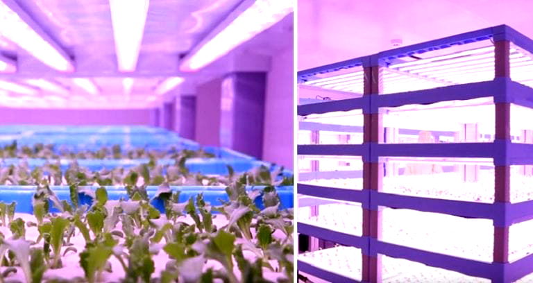 China Unveils High-Tech Indoor Farm That Can Feed 36,000 People