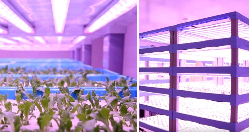China Unveils High-Tech Indoor Farm That Can Feed 36,000 People