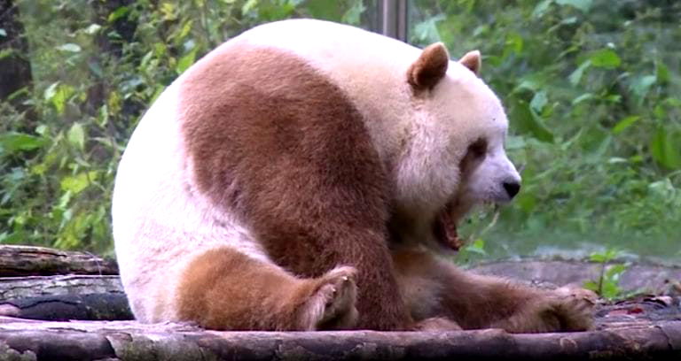 World’s Only Known Brown Panda Remains a Virgin After Failing First Natural Mating Attempt