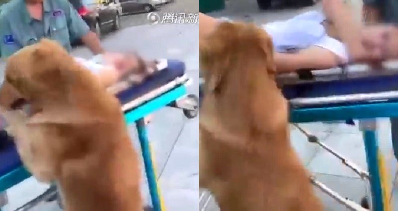Loyal Dog Stays By Hungover Human’s Side All the Way to the Hospital After They Faint