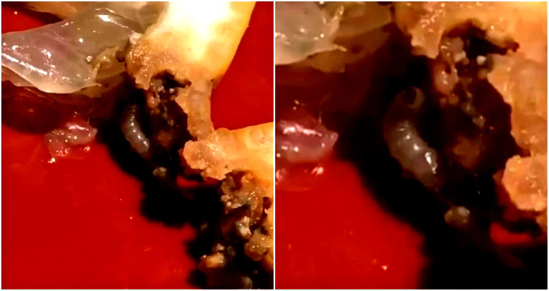 Sushi Restaurant Manager Resigns After Customer Finds Maggot in Lemon Wedge