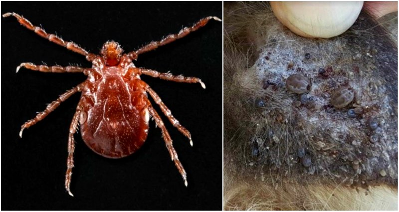 8 U.S. States Have Now Been Invaded By an ‘Aggressive’ Tick From Asia