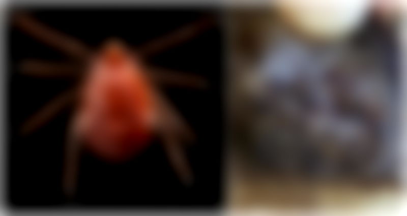 8 U.S. States Have Now Been Invaded By an ‘Aggressive’ Tick From Asia