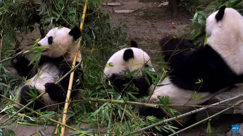 A Panda's ‘Abstract Paintings’ are Selling for $500 Each to Help Zoo ...
