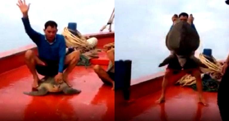 Fisherman Sparks Massive Outrage Online for Posting Video Abusing Helpless Sea Turtle