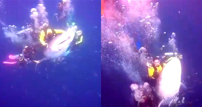 Divers in Indonesia Spark Outrage After Caught on Camera Riding an Endangered Whale Shark