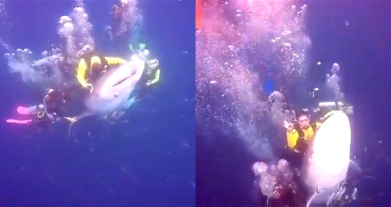 Divers in Indonesia Spark Outrage After Caught on Camera Riding an Endangered Whale Shark