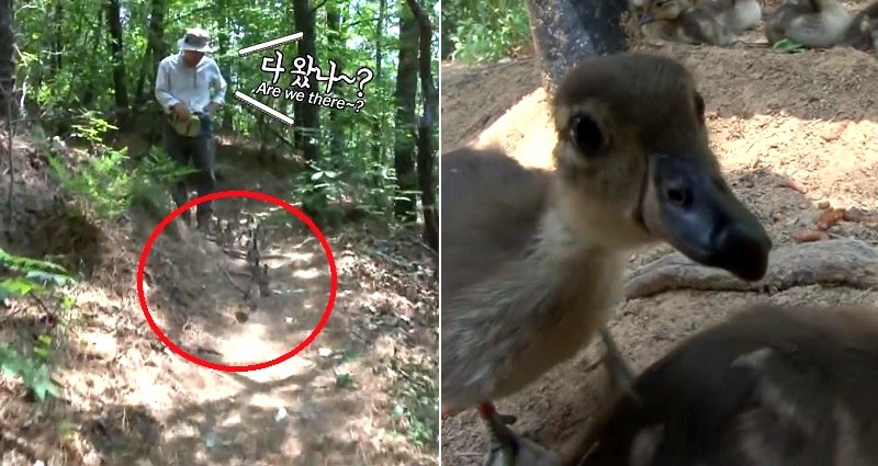 Ducklings Think Korean Man is Their Mother, Follow Him During Hikes