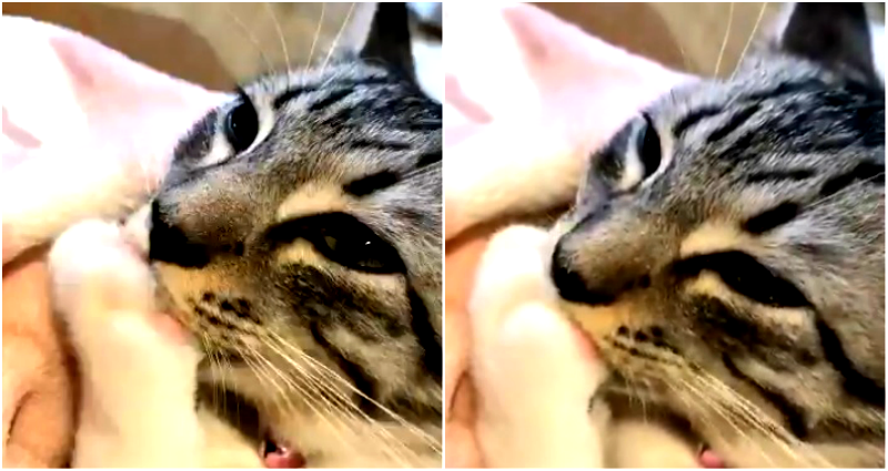 Cats Loudly Sucking Their Own Paws on Japanese Twitter is Just the Best