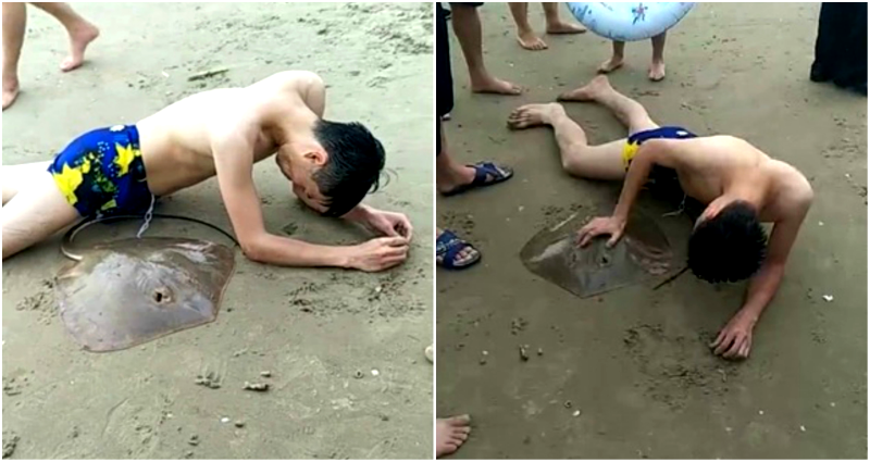 Man Cries Out in Agony as Stingray Hooks Its Spiny Tail to His Genitals