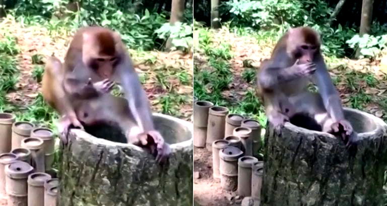 Monkey in China Hates Durian So Much It Tries to Wipe the Smell Off Its Hands