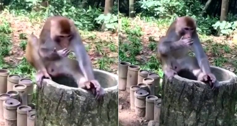 Monkey in China Hates Durian So Much It Tries to Wipe the Smell Off Its Hands