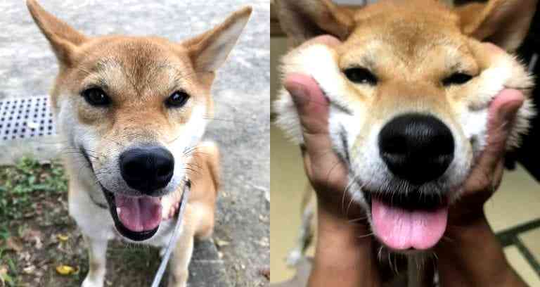 Smart Shiba Inu Who Can Legit Speak Some Japanese Will Make Your Jaw Drop