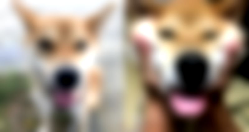 Smart Shiba Inu Who Can Legit Speak Some Japanese Will Make Your Jaw Drop